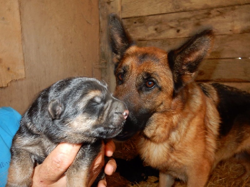 Du Royaume De Moska - Chiots disponibles - Berger Allemand